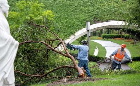 Facilities management workers cutting down a tree on campus